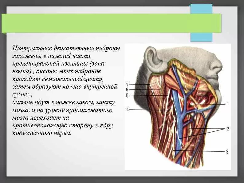 XII пара. Подъязычный нерв (n. hypoglossus). Подъязычный нерв первый Нейрон. Подъязычный нерв нерв топография. XII пара - подъязычный нерв. Поражение подъязычного нерва