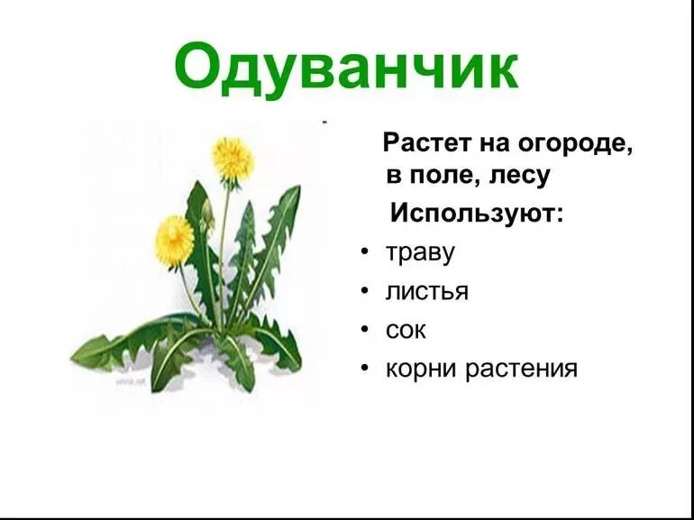 Одуванчик. Одуванчик описание растения. Одуванчик лекарственное растение. Одуванчик класс растения. Одуванчик произведение 2 класс