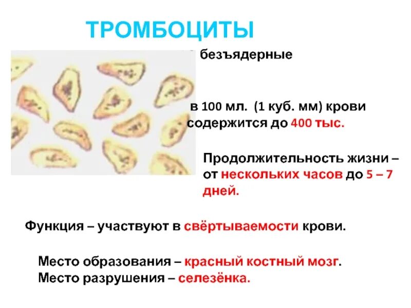 Место образования тромбоцитов в крови человека. Тромбоциты место образования и место разрушения. Место оброазованиятромбоцита. Место разрушения тромбоцитов.