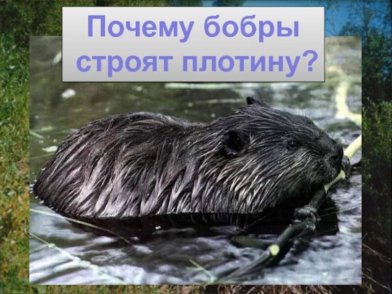 Почему бобра