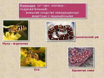 Мимикрия меню