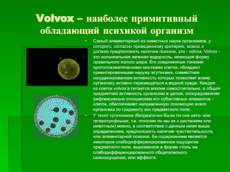 Колониальные водоросли вольвокс. Вольвокс Тип питания. Строение колонии вольвокса. Вольвокс строение. Организм вольвокс