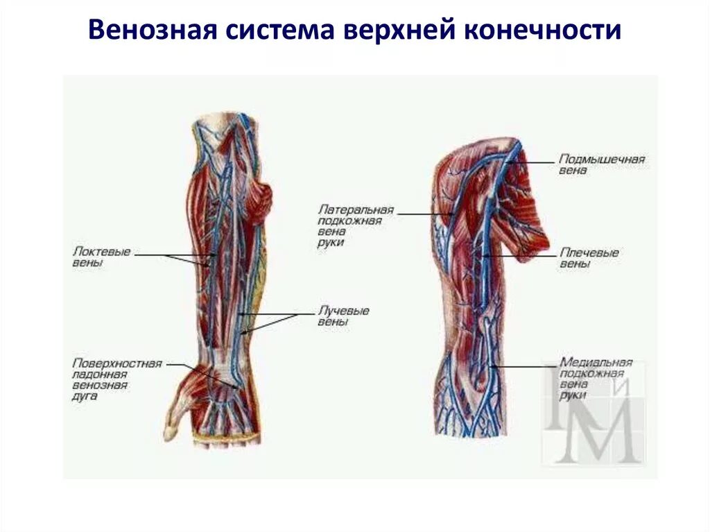 Внутренняя поверхность вены. Лучевая подкожная Вена. Медиальная подкожная Вена руки. Вены верхней конечности анатомия схема. Подмышечная Вена анатомия.