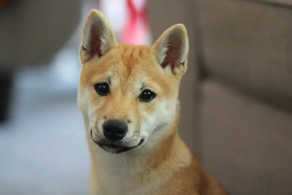 Сиба ину ресторан. Сиба ину догкоин. Порода собак Dogecoin. Язык собаки сиба. Dog that looks like a Fox.