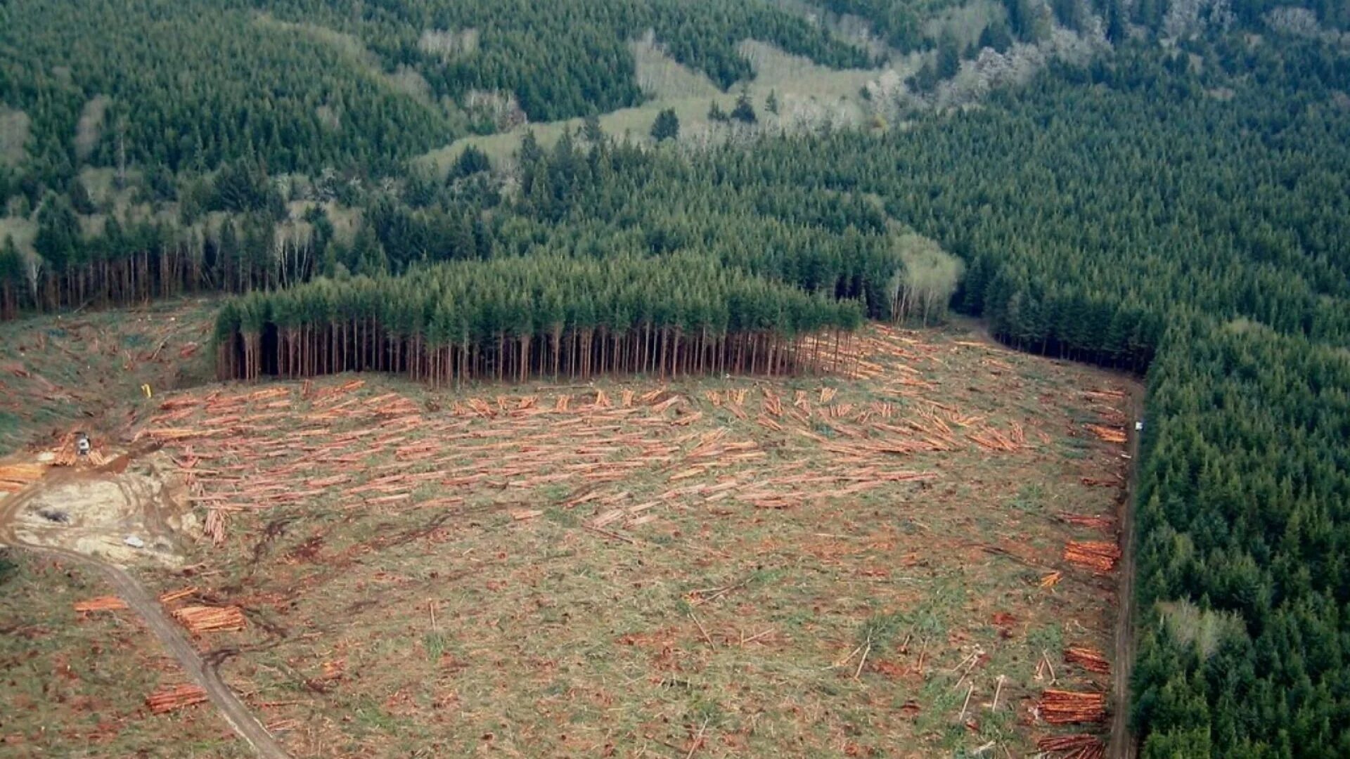 Clear cutting. Лес. Антропогенные проблемы леса. Forest Cutting. Cut down Forests.