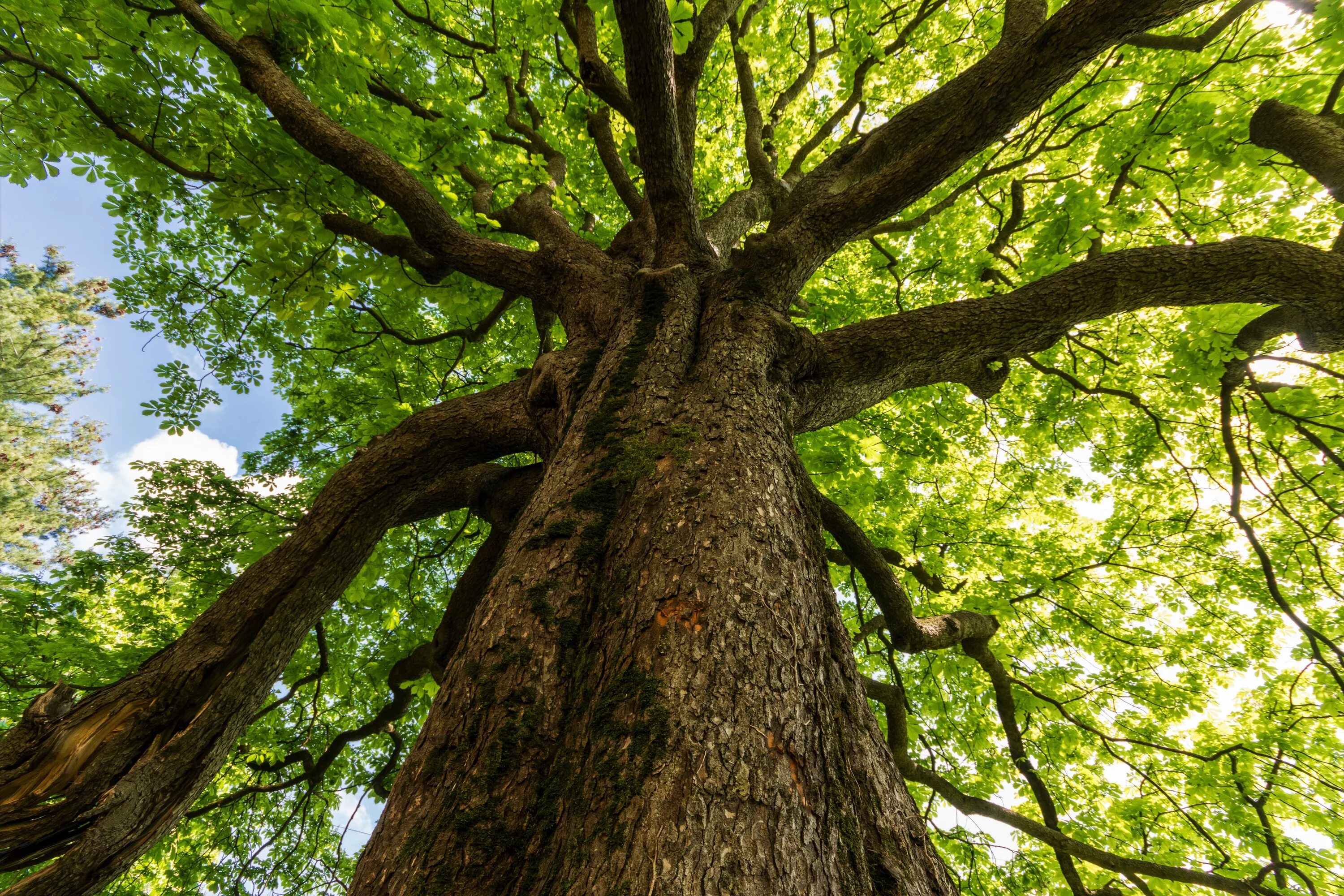 Tree course