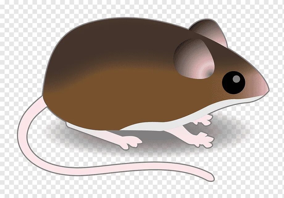 Мышь полевка белая. Мышка полевка на белом фоне. Грызуны на прозрачном фоне. Мышь полевка серая сбоку. Brown mouse.
