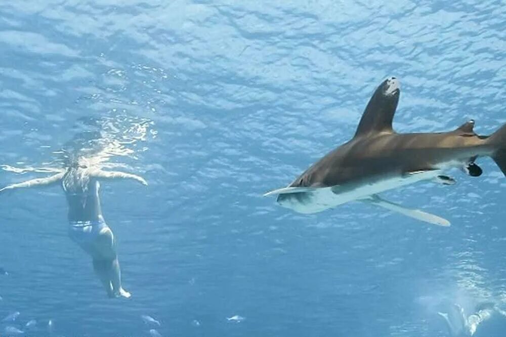 Есть ли в шарме акулы. Рифовая акула Шарм Эль Шейх. Египет красное море акулы.