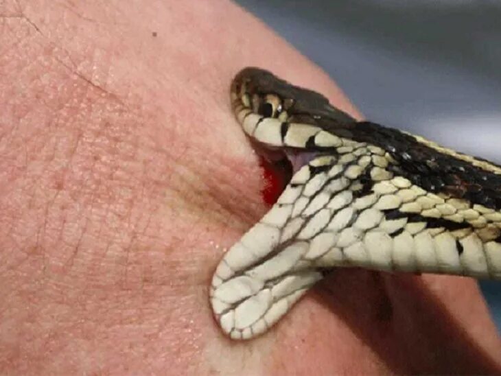Snake bites. Змея отравилась собственным ядом.