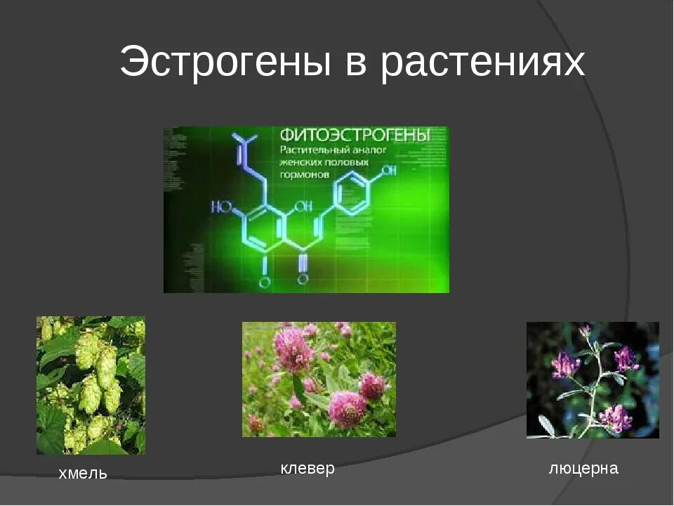 Источник эстрогенов. Фитоэстрогены в растениях. Растения содержащие эстрогены. Травы фитоэстрогены. Растительные эстрогены травы.