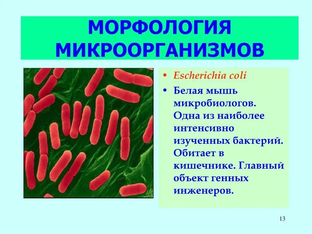 Монобактерии микробиология. Морфология бактерий. Понятие о микроорганизмах. Распространение бактерий. Наука изучающая бактерии называется