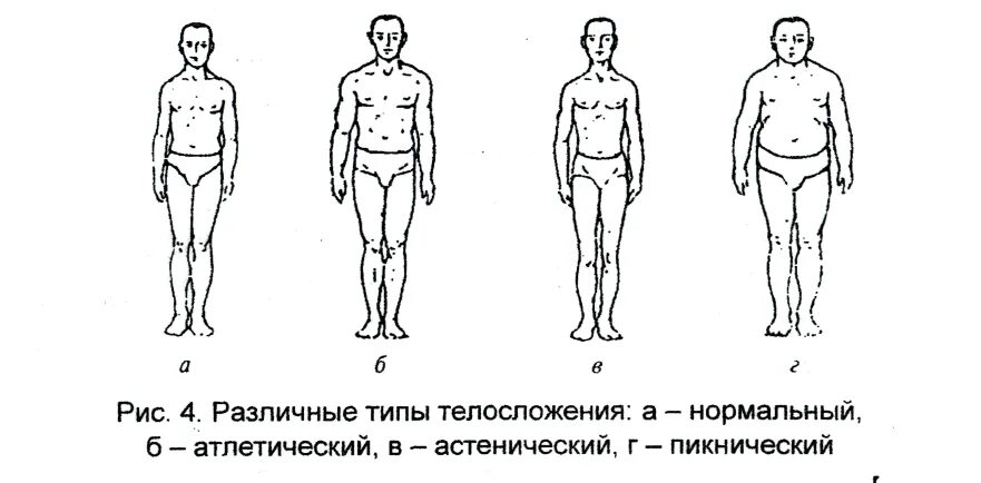 Астеник пикник Атлетик Диспластик. Типы телосложения астеник пикник. Типы телосложения пикник астеник Атлетик. Пикник Атлетик астеник по Кречмеру. Тип пикник