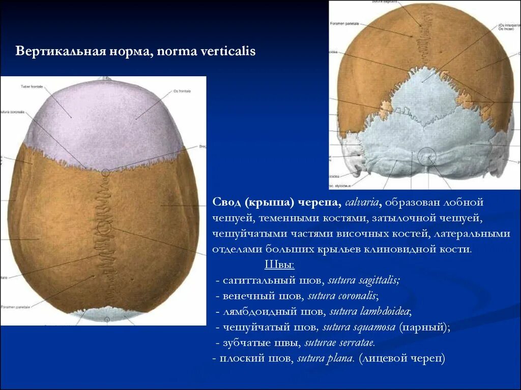 Швы свода черепа. Венечный шов черепа анатомия. Швы соединяющие кости свода черепа. Соединения костей черепа анатомия швы. Свод черепа анатомия.
