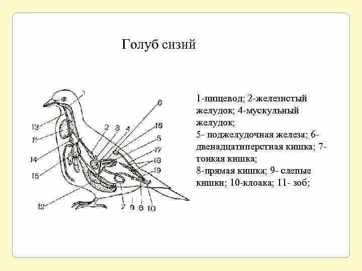 Мускульный отдел желудка у птиц. Железистый и мускульный желудок. Двенадцатиперстная кишка у птиц. Пищевод птиц. Что находится в мускульном желудке птицы