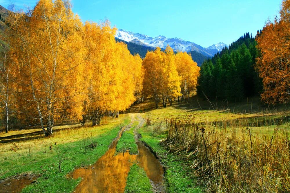 Растительный мир осенью. Казахстан природа осень. Золотая осень в Казахстане. Фоторассказ о природе. Удивительная природа 3 класс