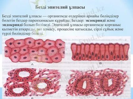 Смартфондарға арналған порно сайттар