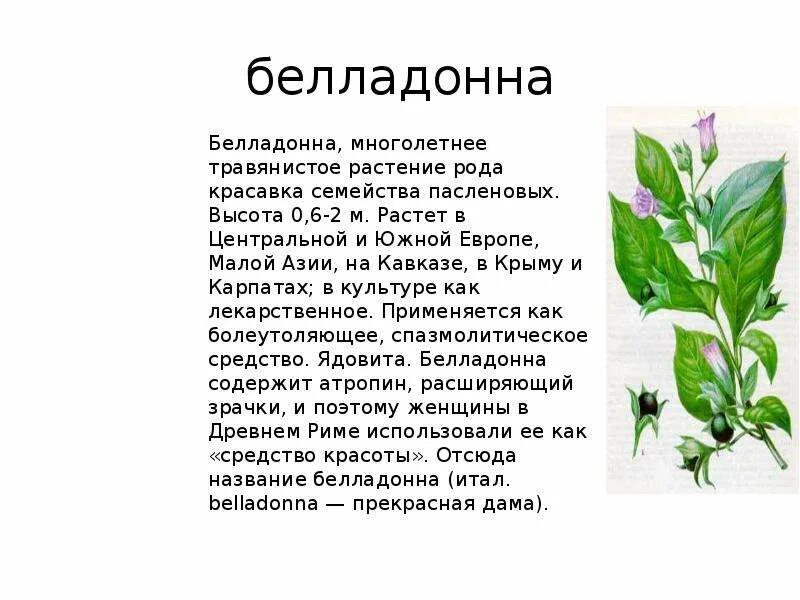 Отравление белладонной симптомы. Белена стебель. Ядовитое растение семейства пасленовых 6 букв. Белладонна красавка обыкновенная. Беладонна растение ядовитые растения.