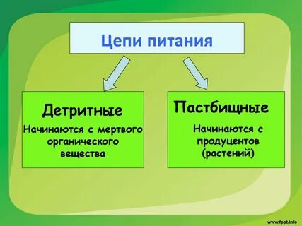 Пастбищная цепь питания