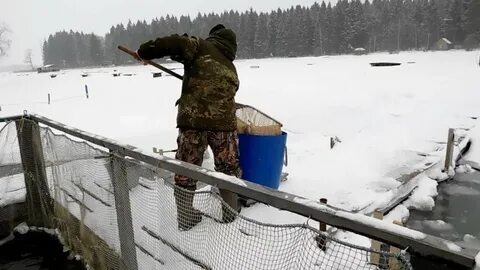 Живая форель для зарыбления