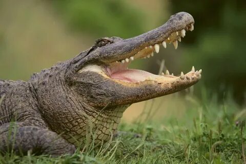 Did alligator