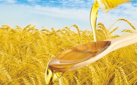 Rice oil