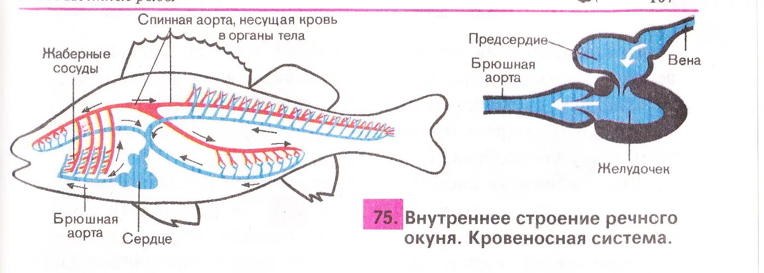 Какие системы органов у рыб. Схема строения кровеносной системы костной рыбы. Внутреннее строение речного окуня кровеносная система. Кровеносная система рыб схема 7 класс. Кровеносная система у рыб представлена кровообращения.