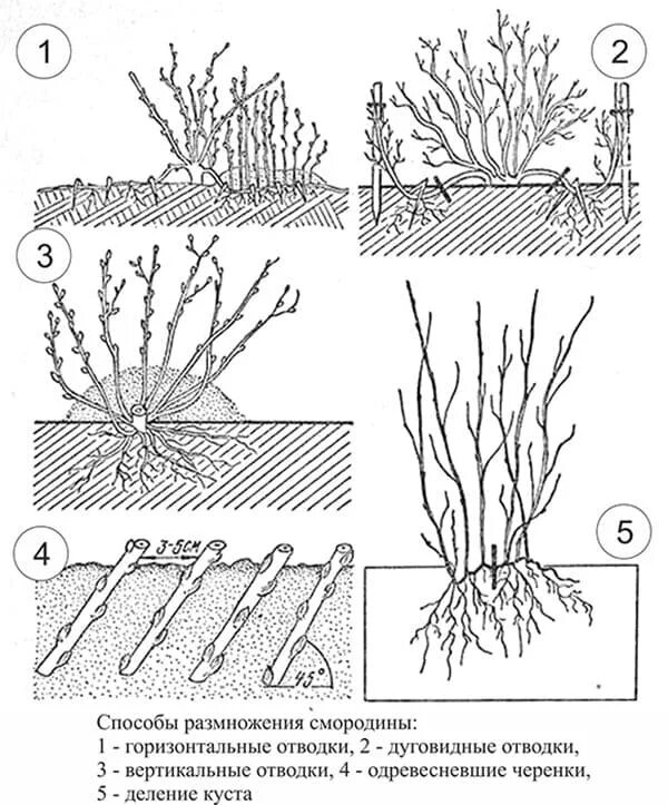 Когда можно сажать смородину весной. Смородина отводки размножение. Размножение отводками смородины схема. Черенками смородины отводками крыжовник. Размножение черной смородины черенками.