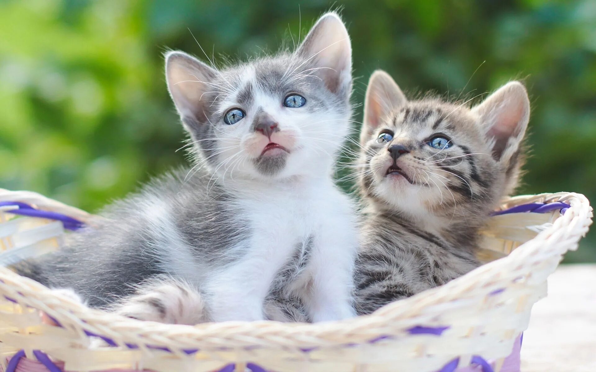 Милые кошки. Картинки котят. Красивые котята. Котята милашки. Картинка 8 котята