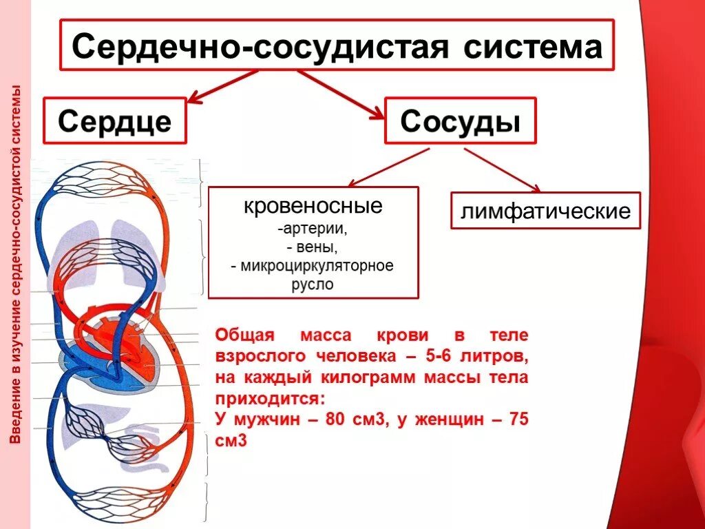 Строение сердечно сосудистой системы. Общая схема кровообращения. Функции сердечно-сосудистой системы.. Кровеносная система человека схема сердце. Из чего состоит сердечно сосудистая система. Три отдела кровообращения