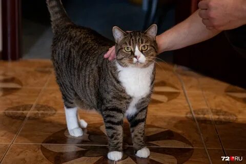 Х коте