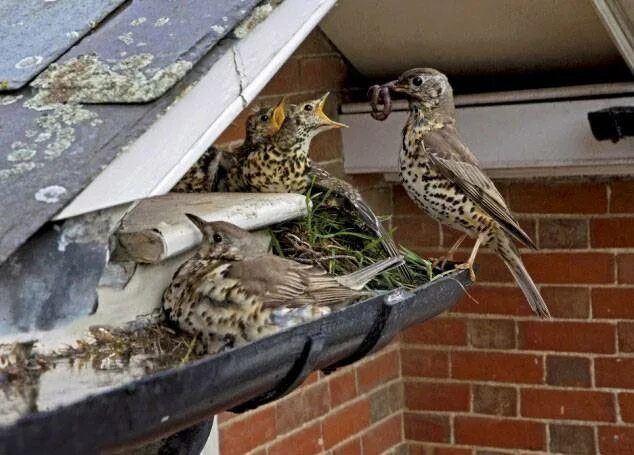 Гнезда птиц под крышей дома. Гнездо под крышей. Воробей под крышей. Птицы под крышей. Птицы под крышами домов.