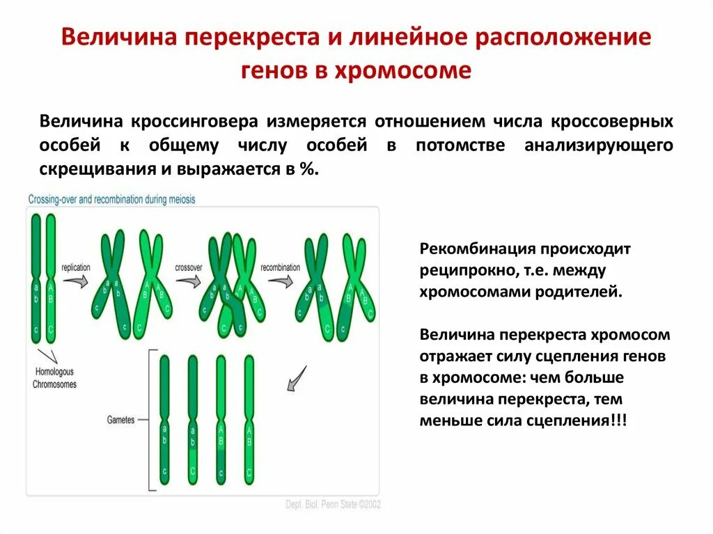 Сцепленное наследование с кроссинговером. Схема кроссинговера биология. Сцепленное наследование без кроссинговера. Расположение генов в хромосомах. Местоположение гена в хромосоме