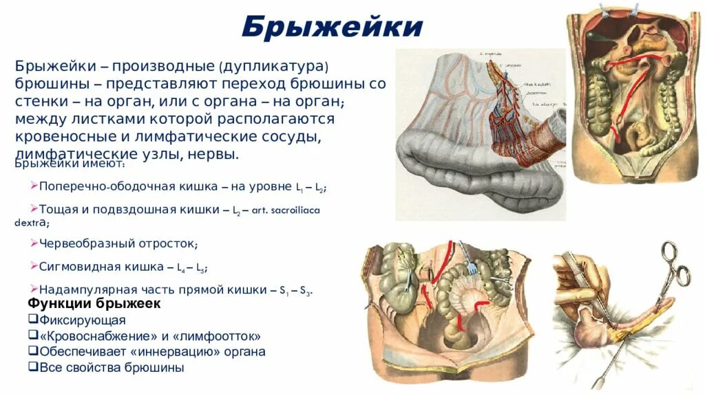 Брюшина толстой кишки. Брыжейка толстой кишки анатомия. Брыжейка тонкой и толстой кишки. Лимфоузлы брыжейки толстой кишки. Брыжейка Толстого отдела кишечника.