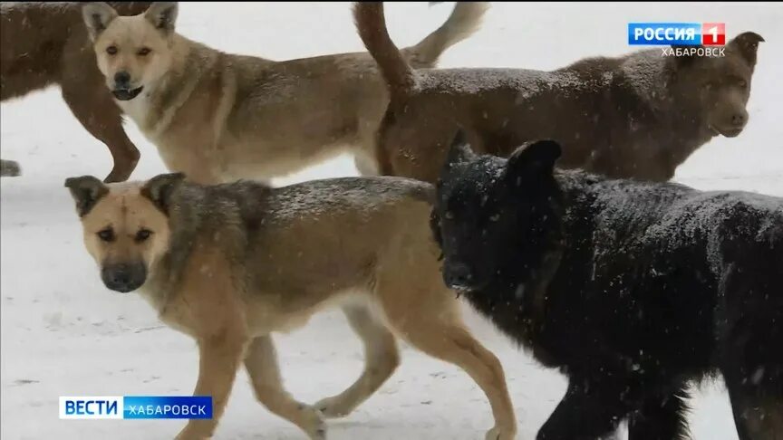в красноярске стая бродячих собак. стая собак. собаки в хабаровске нападают. бродячие собаки хабаровск. агрессивные бездомные собаки.