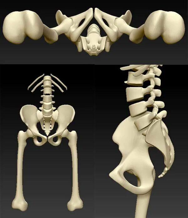 Тазовая кость скелет. Костный таз анатомия. Скелет таза человека анатомия. Скелет тазобедренного сустава женщины.
