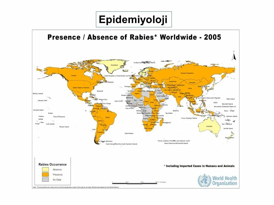 Сколько людей умерло от бешенства. Карта распространения бешенства. Распространенность бешенства. Распространенность бешенства в мире. Бешенство в мире.