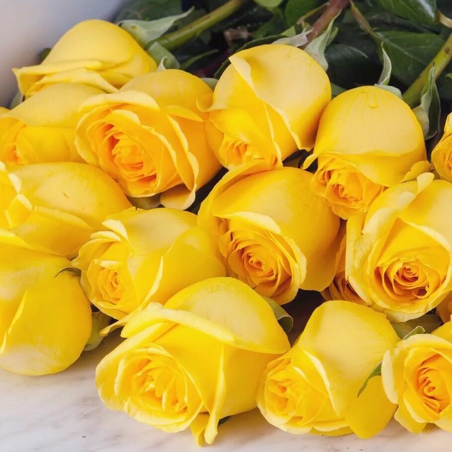 Открытка с желтыми розами. Жёлтые розы 95демина. Букет желтых роз. Красивые желтые розы. Шикарный букет желтых роз.