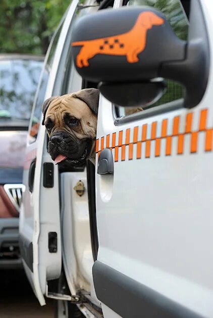 Зоотакси для собак. Такси для животных. Зоотакси для перевозки собак. Зоотакси спб. Зоотакси спб.