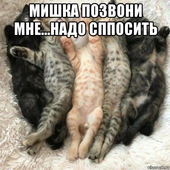 Мемы про котят. Котенок Мем. Мемы с котятами. Мем кот и котенок спрашивает. Мем котики корм.