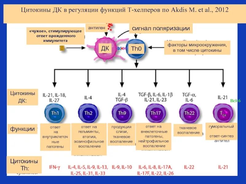 Активация иммунного ответа. Цитокины т хелпера 2. Цитокиновая регуляция иммунного ответа. Цитокиновая регуляция иммунология. Т хелперы 1 типа цитокины.