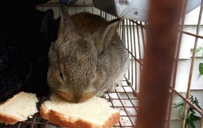 Кролик и хлеб. Кролик ест хлеб. Что едят кролики. Откормленный кролик. Можно ли кролику кушать