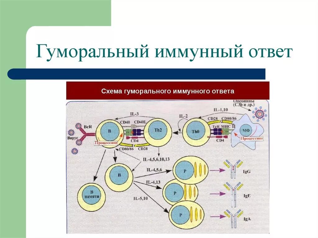 Механизм клеточного и гуморального иммунитета схема. Клеточный и гуморальный иммунитет схема. Схема иммунного ответа гуморального типа. Гуморальный иммунитет схема.