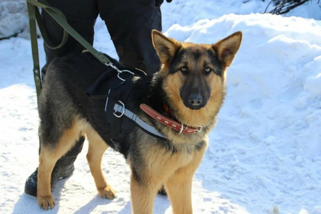 Приют верный пес рубцовск. Немец собака на диване фото. Собачье рубцовские приют. Фото агрессивных собак хабаровск, берёзовка. Собака рубцовск.