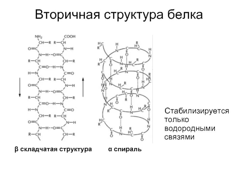 Альфа спираль белок. Факторы нарушающие спиральную структуру белков. Альфа спираль связи. Альфа спираль связи. Структурные параметры альфа спирали.