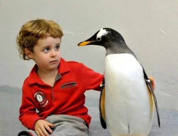 Как выглядят дети пингвинов Why penguins can't taste fish and other bizarre facts! Manchot empereur, Manchot