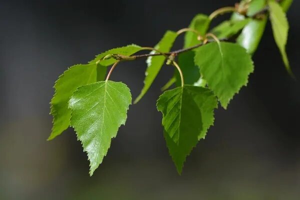 Листья березы вопрос. Betula populifolia. Листья березы вопрос. Листья березы вопрос. Листья березы вопрос.