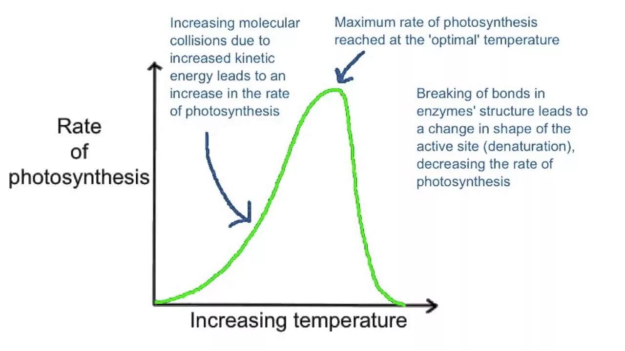 Effect rate. The limiting Factors of Photosynthesis. Factors affecting Photosynthesis. Explain the process of Photosynthesis. The Effect of temperature to Photosynthesis.