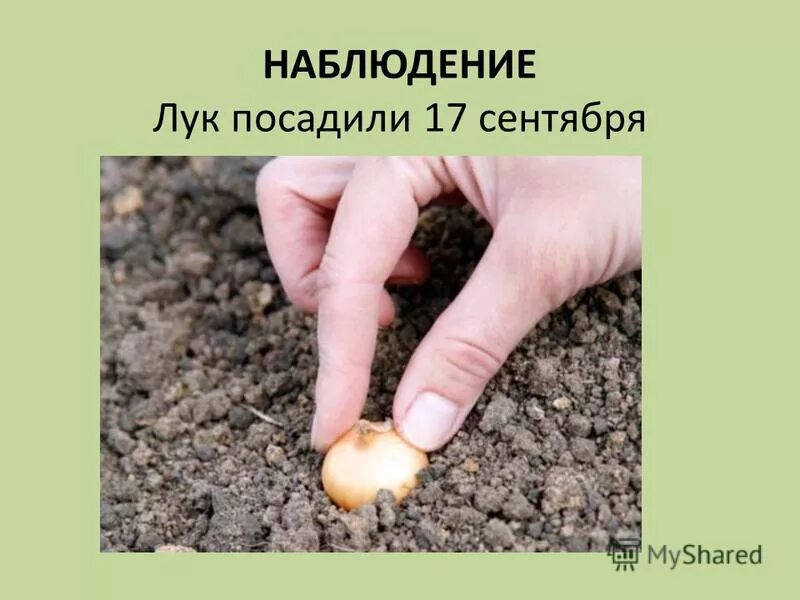 При какой температуре можно сажать лук. Когда сажать лук весной в открытый грунт.