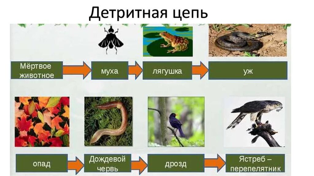 Составьте пищевую цепь листовой опад. Детритные цепи питания. детритная цепь питания. лесная детритная пищевая цепь. пищевая цепочка детритная.