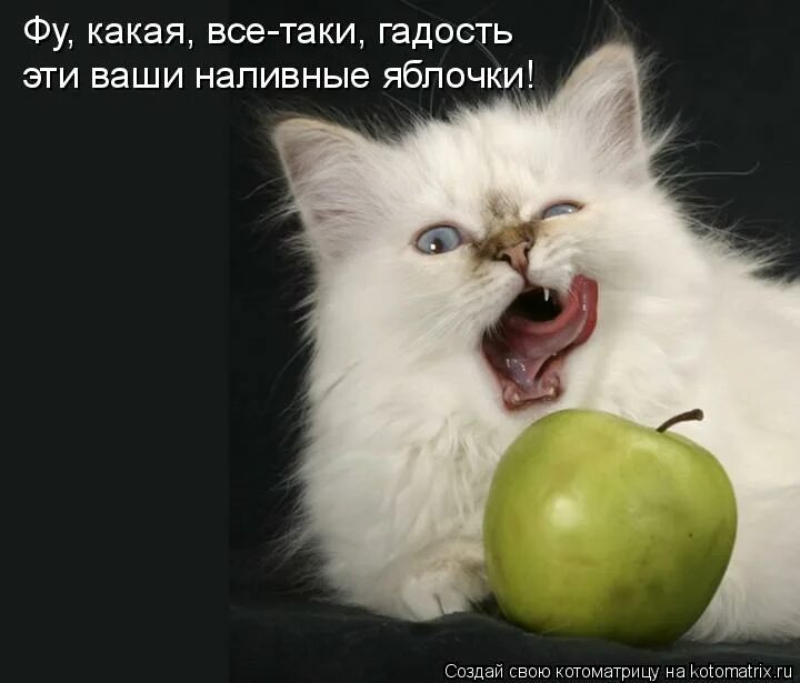 Щас бы яблочко куснуть поебаться и уснуть. Кот яблоко. котик в яблоках. кошка ест яблоко. кот яблочко.